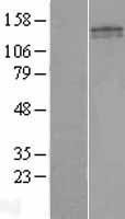 NBL1-15286 - NRSF Lysate