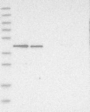 NBP1-89510 - NUDC