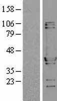 NBL1-13850 - NUDC Lysate