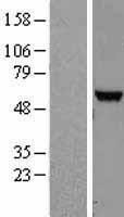 NBL1-13855 - NUDT12 Lysate