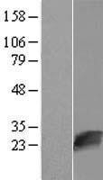 NBL1-13857 - NUDT16L1 Lysate