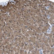 NBP1-83131 - NUDT5