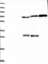 NBP1-81907 - NUDT8