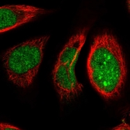 NBP1-82514 - NUFIP1