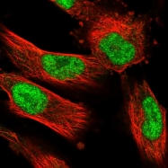 NBP1-82515 - NUFIP1