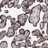 NBP1-82514 - NUFIP1