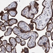 NBP1-82516 - NUFIP1
