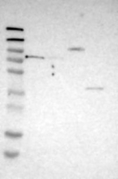 NBP1-89403 - NUFIP2