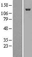 NBL1-13871 - NUP133 Lysate