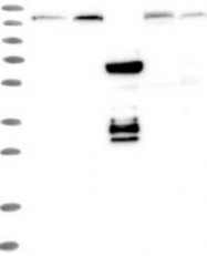 NBP1-82959 - NUP155