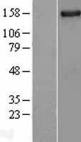 NBL1-13872 - NUP155 Lysate