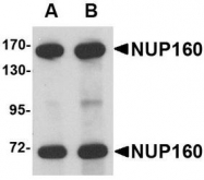 NBP1-76928 - NUP160