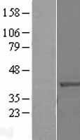NBL1-13875 - NUP37 Lysate