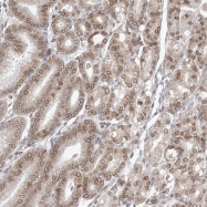 NBP1-85899 - NUP54