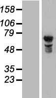 NBL1-13884 - NUPL1 Lysate
