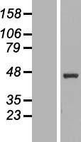 NBL1-13885 - NUPL2 Lysate