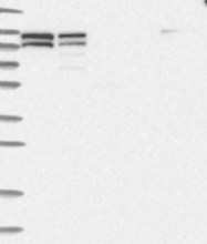 NBP1-89508 - NVL