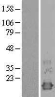 NBL1-13895 - NXT1 Lysate