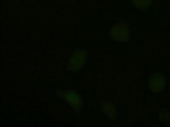 NBP1-47892 - Neurotrophin 3 / NTF3