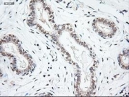 NBP1-47892 - Neurotrophin 3 / NTF3