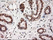 NBP1-47897 - Neurotrophin 4 / NTF4