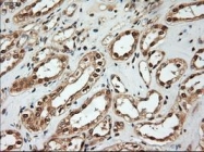 NBP1-47897 - Neurotrophin 4 / NTF4