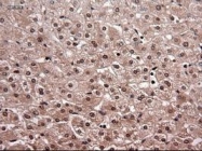 NBP1-47897 - Neurotrophin 4 / NTF4