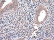 NBP1-47897 - Neurotrophin 4 / NTF4