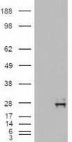 NBP1-47897 - Neurotrophin 4 / NTF4