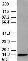 NBP1-47897 - Neurotrophin 4 / NTF4