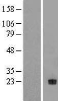 NBL1-13830 - Neurotrophin 4 Lysate