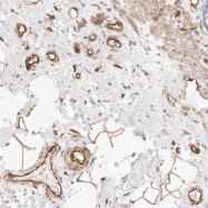 NBP1-88252 - Nogo-B receptor