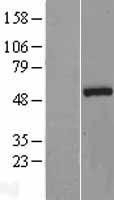 NBL1-13730 - Nova1 Lysate