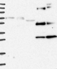 NBP1-85033 - NRIP2