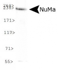 NB500-174 - NuMA