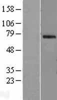 NBL1-13897 - OAS2 Lysate