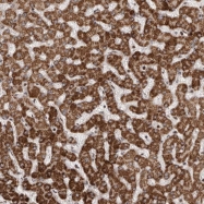 NBP1-82497 - OAZ1