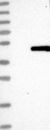 NBP1-88743 - OBFC1