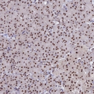 NBP1-82718 - OBFC2B