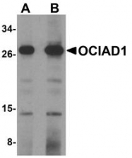 NBP1-76242 - OCIAD1 / OCIA