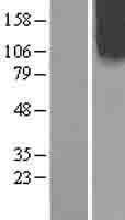 NBL1-13905 - OCRL Lysate