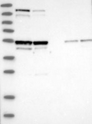 NBP1-89355 - OFD1