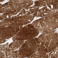 NBP1-84226 - OGFRL1