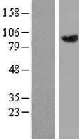 NBL1-17251 - OIP106 Lysate