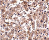 NBP1-77037 - Occludin
