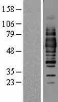 NBL1-13904 - Occludin Lysate