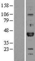 NBL1-14014 - Otx1 Lysate