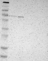 NBP1-83989 - P4HTM / PH4