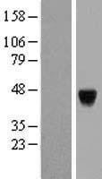 NBL1-14079 - PAK1 interacting protein 1 Lysate