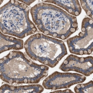 NBP1-91086 - LPPR5 / PAP2D
